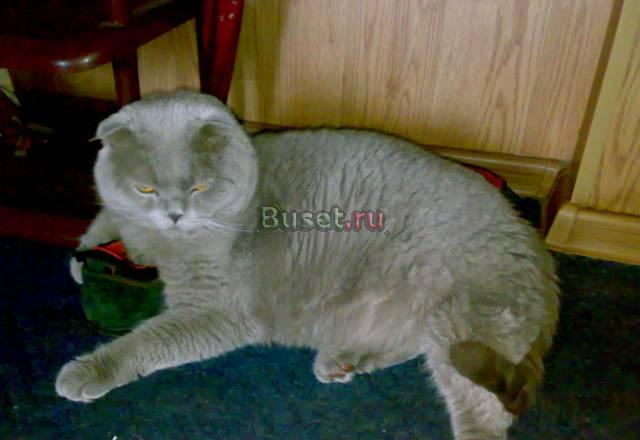 Голубой шотландец вязка крупный мордатый опытный Москва