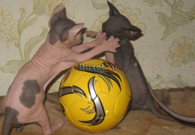 "Котята 2 мес" - Канадский сфинкс Калязин