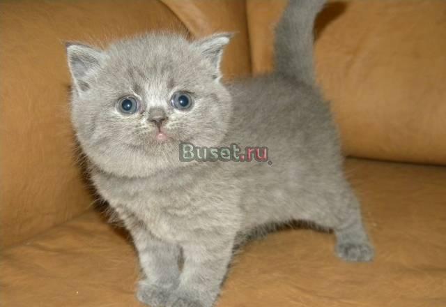 Британский котик Москва