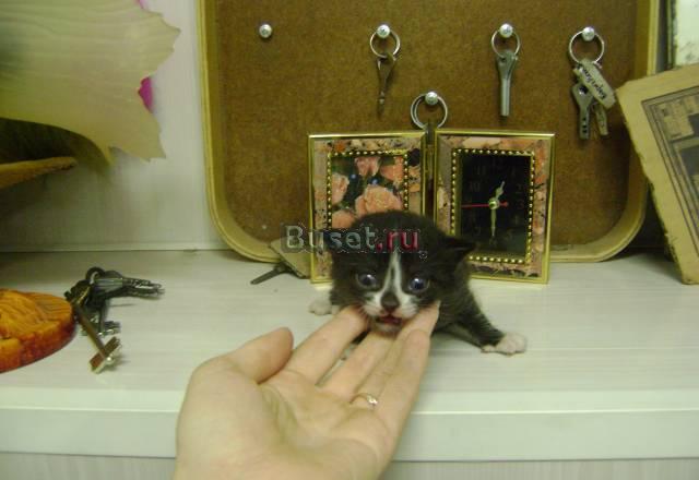 Котенок Санкт-Петербург