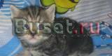Британский котёнок, 1,5 месяца, мрамор на золоте Москва