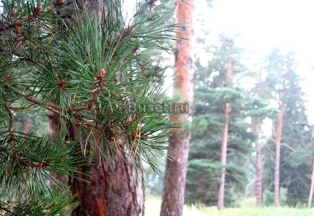 Земельный участок с соснами в Заповеднике на Оке Москва