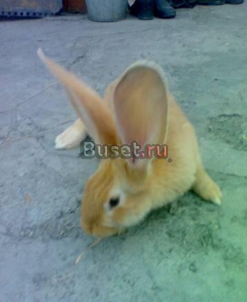Кролик Челябинск
