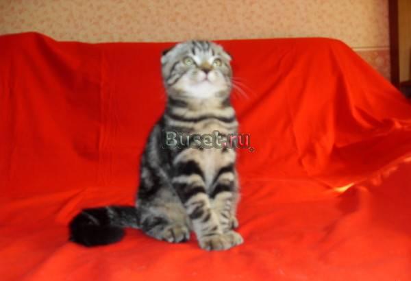 Котики шотландские вислоушки. Очень ласковые Москва