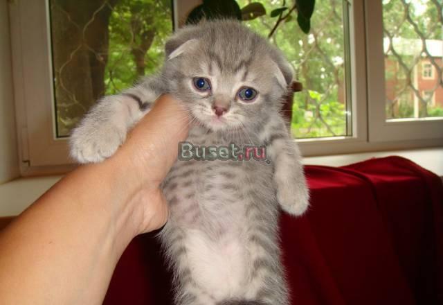 Шотландские короткошерстные котята Москва