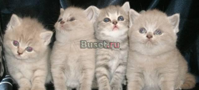 Продаются очаровательные британские котята Санкт-Петербург