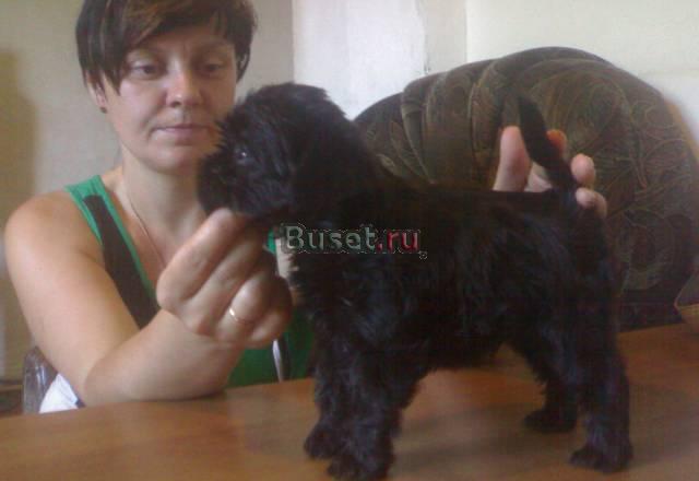 Щенки бельгийского и брюссельского гриффона Ростов-на-Дону