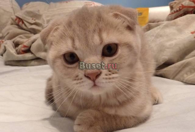 Кошка шотландская вислоухая Москва