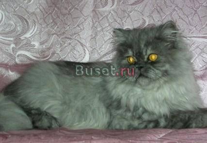 Персидский котенок - серебристо-голубой Москва