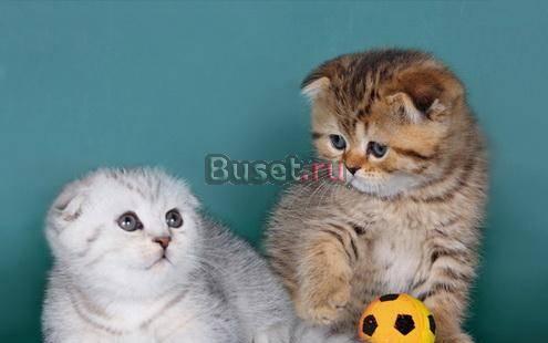 Продаю котят Британцы,Шотланцы Москва