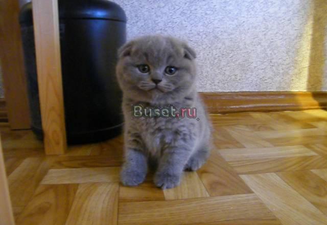 Вислоухий котик Москва