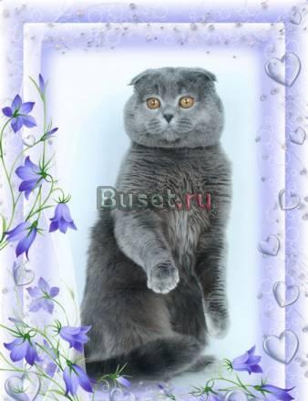 Приглашаем на вязку кошечек Москва