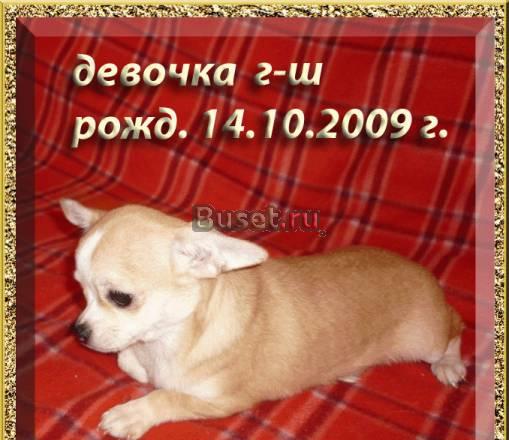 Продажа щенка Санкт-Петербург