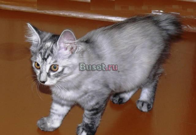 Котёнок курильского бобтейла Ангарск