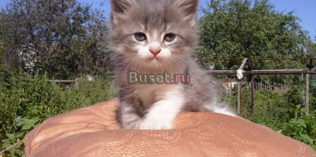Котенка смесь сибирской и персидской породы Казань