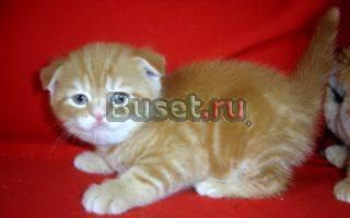 Котик красный мрамор (рыжий) вислоушка Москва