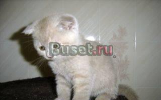 Кошечка лилово-кремовая  вислоушка плюшевая Москва