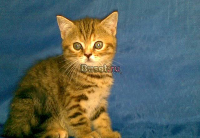 Шотландские вислоухие котята питомник "мурена" Белгород