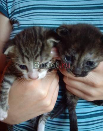 Отдам в добрые руки Нижний Новгород