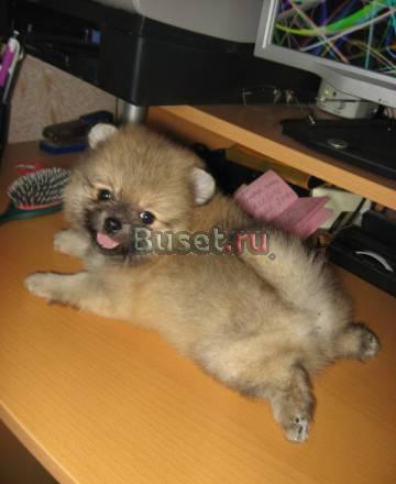 Шпицы миниатюрные Москва