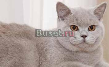 Кошка  британская (скоттиш-страйт), 1,2 года Москва