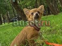 Чихуахуа щенки Москва