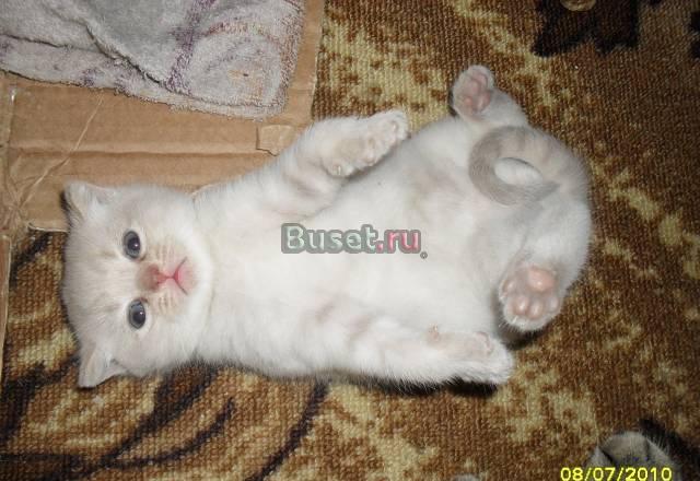 Кот британец Белово