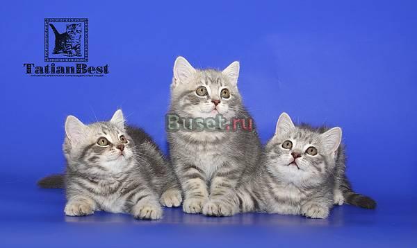 Элитные британцы Тольятти