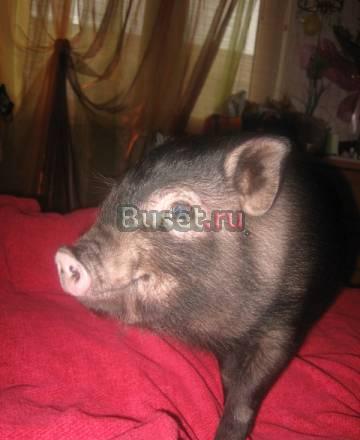 Продатся мини пиги - домашние свинки Москва