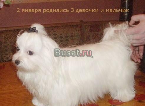 Продажа собак, cтрижка собак, мальтезе и йорки Владивосток