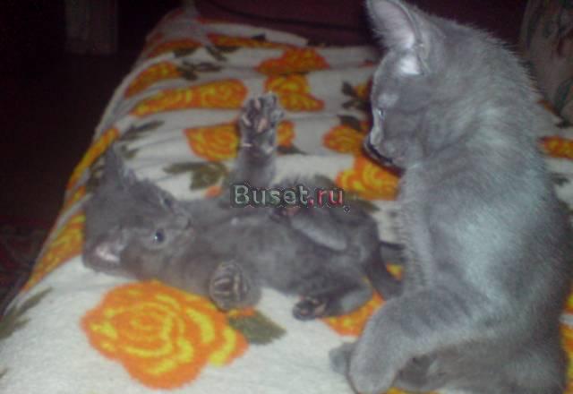 Котенок Русской голубой Москва