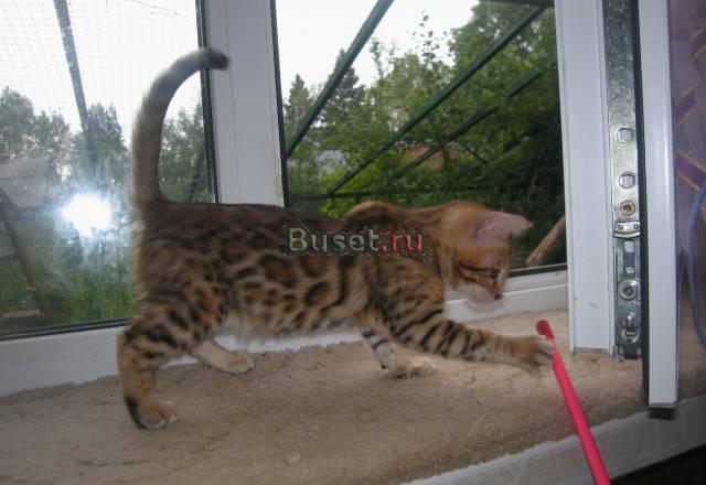 Бенгальские котята Наро-Фоминск