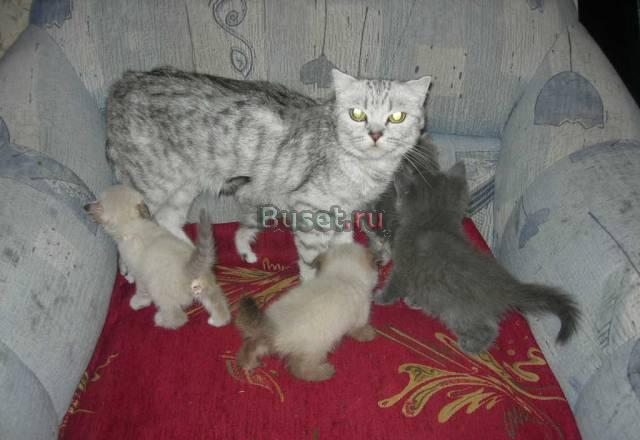 Котята шотландские фолд и страйт Астрахань