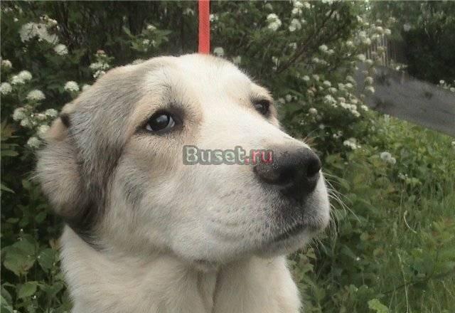 Подрощенный щенок (алабай) Орлов