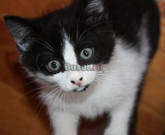 Котёнок Санкт-Петербург