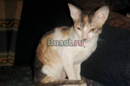 Котята корниш рекс Санкт-Петербург