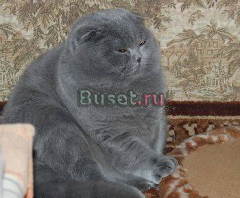 Вислоухие котята Санкт-Петербург