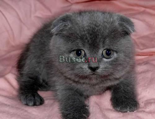 Куплю шотландского котенка Москва