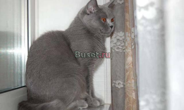 Британский кот породистый голубого окраса Уфа