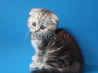 Шотландские вислоухие котята Москва