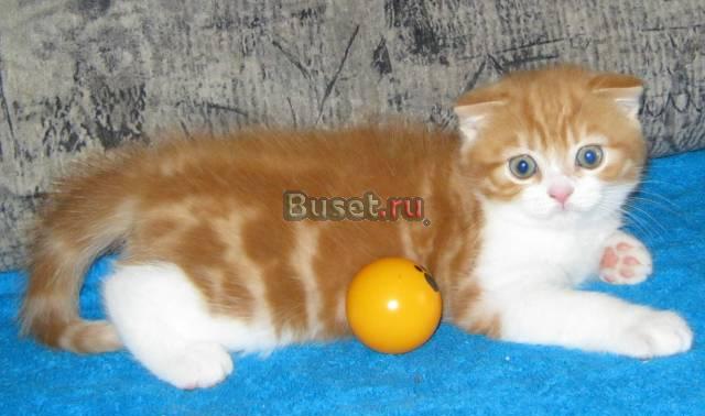 Шотландские котики красный мрамор Москва