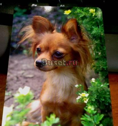 Календари собаки - 9  2008г. питомники Москва