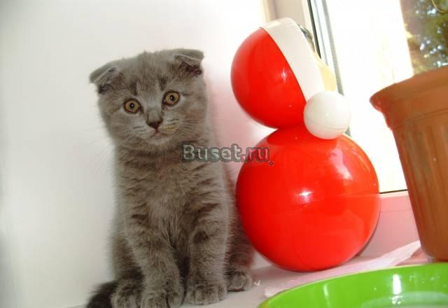 Котенок Воскресенск