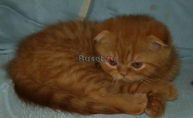 Шотландский котик 2,5 мес Москва