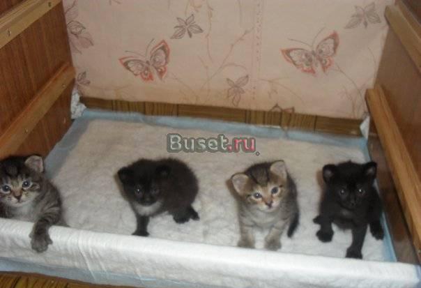 Отдам котят Тюмень