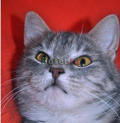 Кошечка Ксюша, в дар Москва