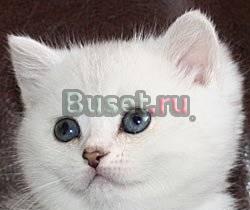 Котята Санкт-Петербург