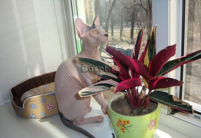 Котенок канадского сфинкса Москва