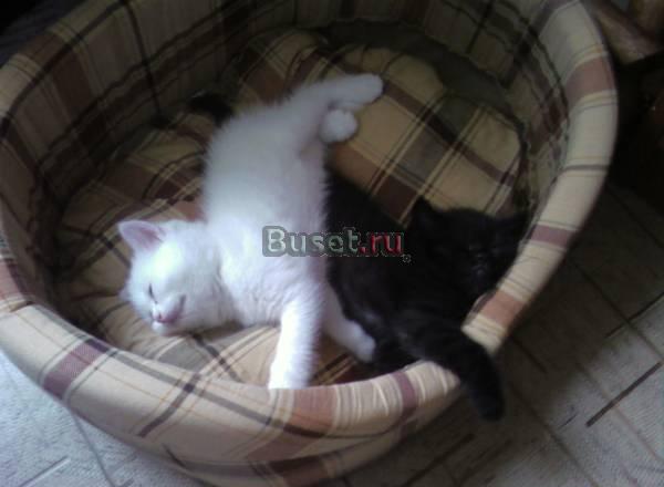 Британские котят Москва