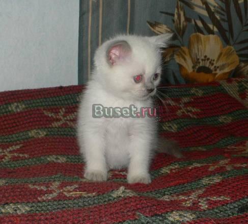 Котята британской короткошерстной Санкт-Петербург